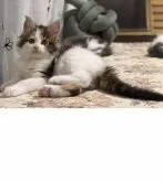 メインクーン【北海道・女の子・2025年7月14日・ブラウンタビー&ホワイト】の写真2「ガッシリとしたマズルに大きな目メインクーンらしくなって来ました」