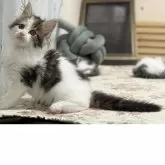 メインクーン【北海道・女の子・2025年7月14日・ブラウンタビー&ホワイト】の写真3「ブログにも掲載していますので良かったらご覧ください」