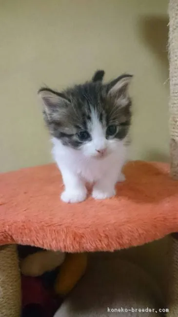 ID:1704-00079の子猫