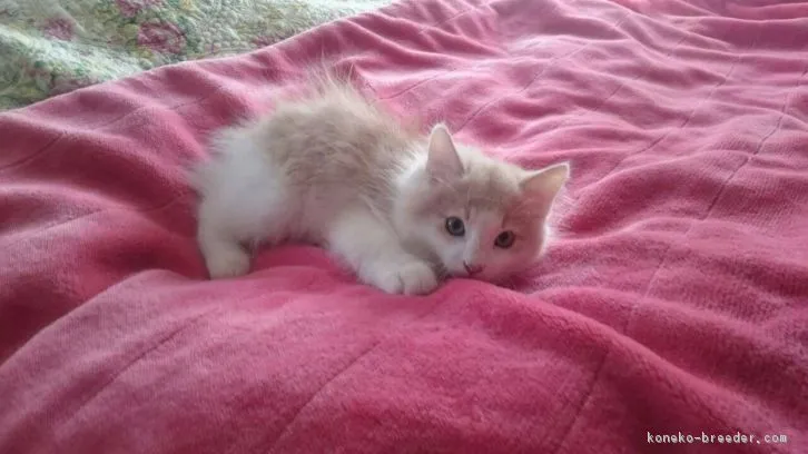 モカのママ 様のお迎えした子猫