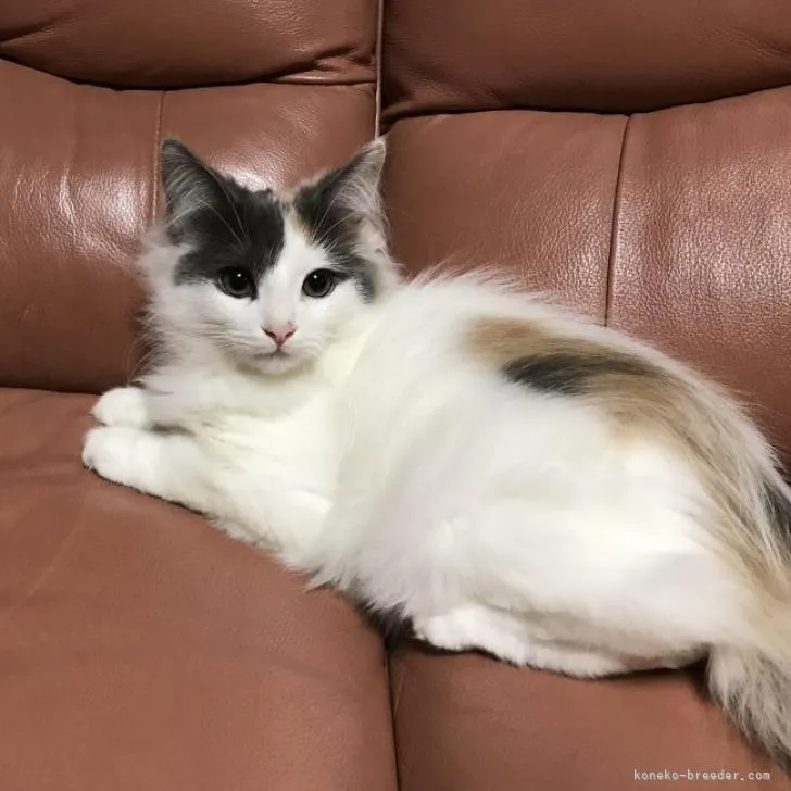 ID：2209-02194の子猫