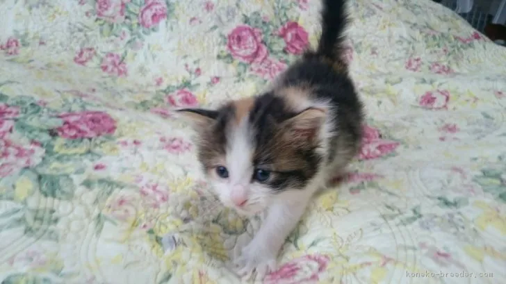 中島　康子 様のお迎えした子猫