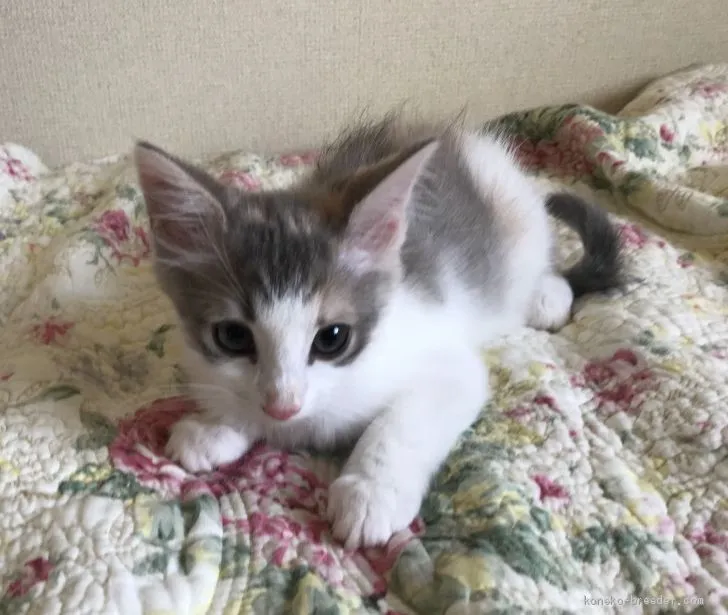 ID：2008-00715の子猫