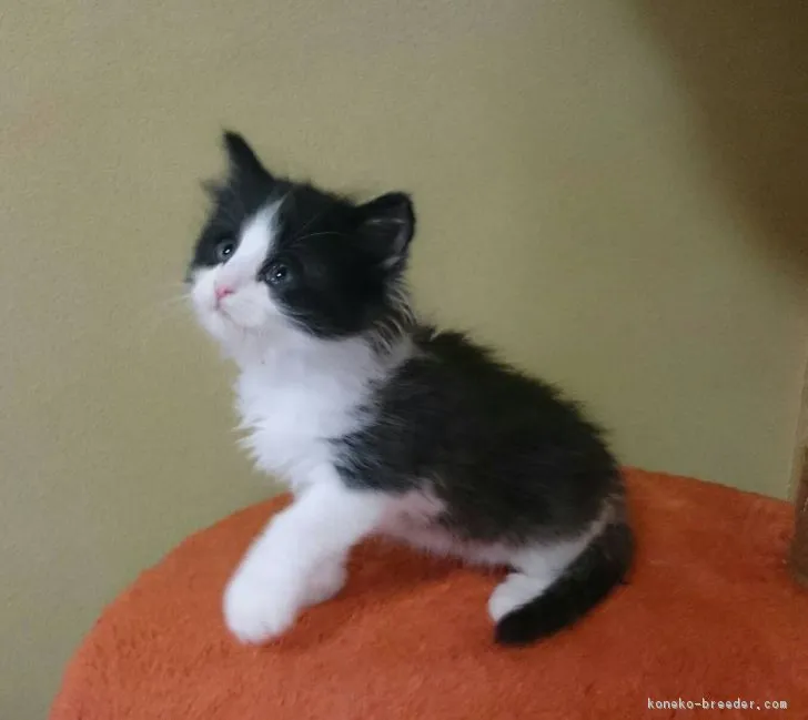 ID：1704-00049の子猫