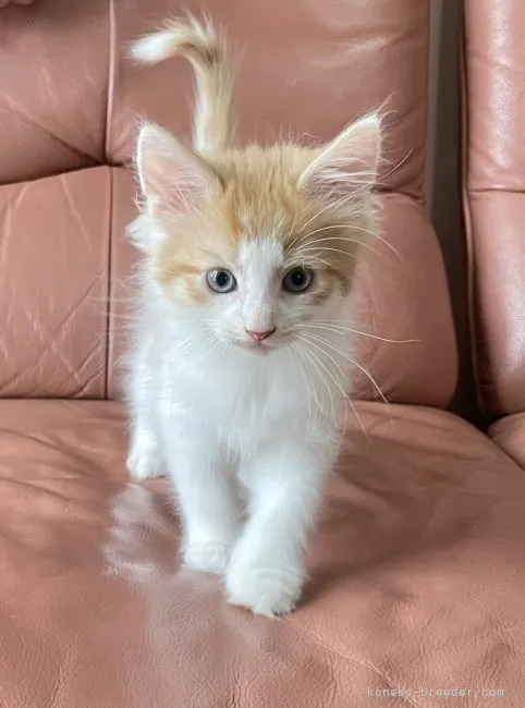 Y.M 様のお迎えした子猫