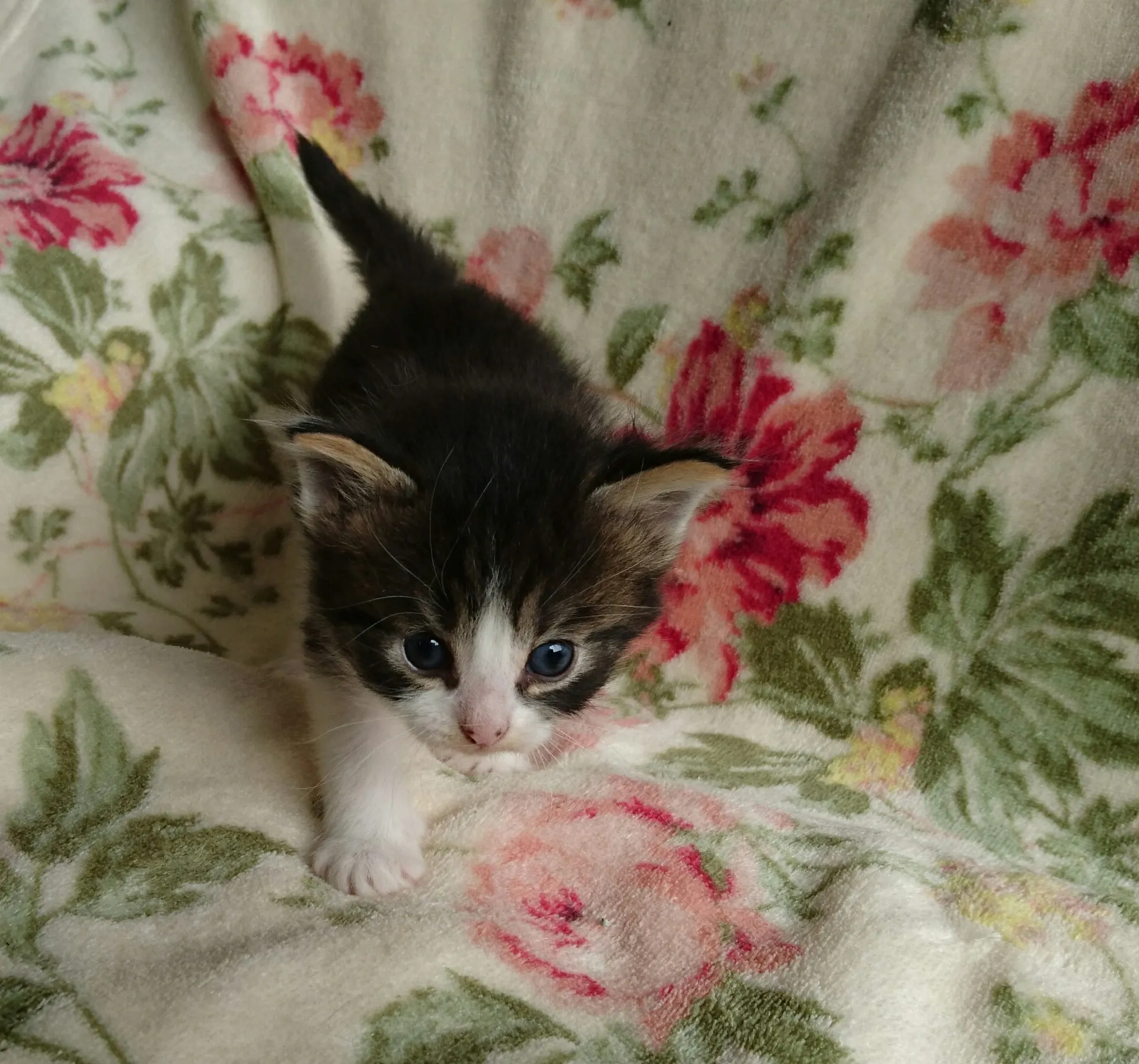 レン君のママ 様のお迎えした子猫