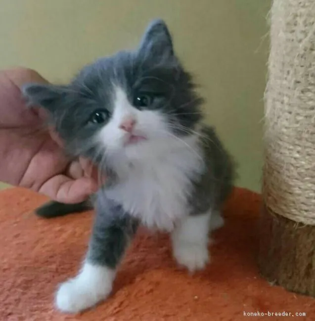 ID：1806-01096の子猫