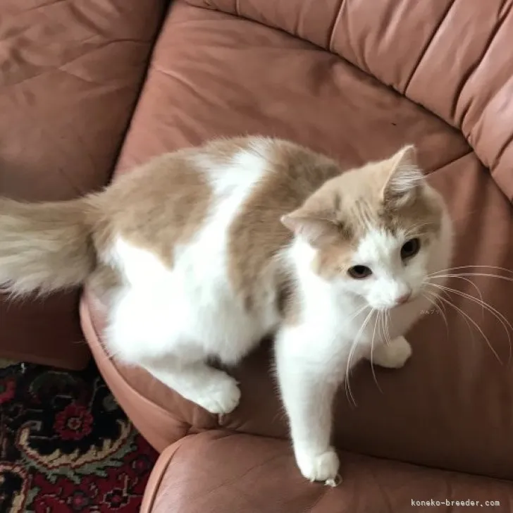 ID：2307-02096の子猫