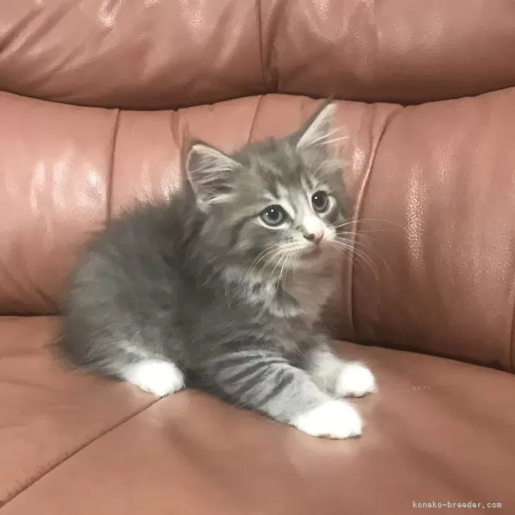 ID：2410-03186の子猫