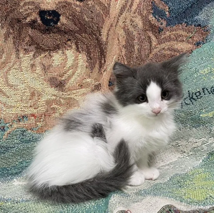 ID：2307-02093の子猫