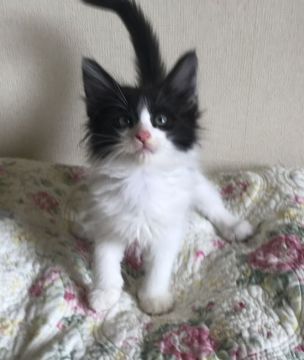 ノルウェージャンフォレストキャット【山形県・男の子・2020年4月19日・ブラック&ホワイト】の写真「クオリティ高いノルウェージャンの男の子です！」