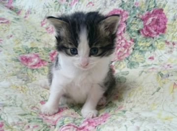 ノルウェージャンフォレストキャット【山形県・男の子・2017年2月19日・ブラウンマッカレルタビー&ホワイト】の写真「クオリティーの高いノルウェージャンです。」