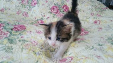 ノルウェージャンフォレストキャット【山形県・女の子・2017年2月19日・キャリコ】の写真「クオリティーの高いノルウェージャンです。」