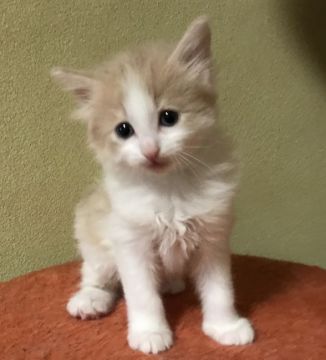 ノルウェージャンフォレストキャット【山形県・男の子・2018年11月13日・クリーム&ホワイト】の写真「パパもママもチャンピオン！」