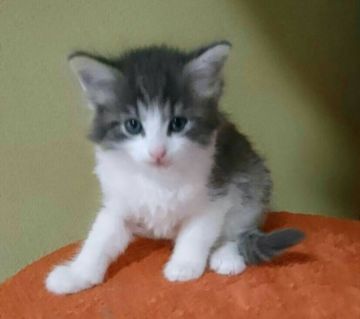 ノルウェージャンフォレストキャット【山形県・男の子・2018年5月3日・ブルータビー&ホワイト】の写真「綺麗なブルーの男の子です。」