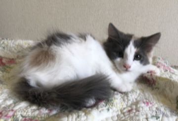 ノルウェージャンフォレストキャット【山形県・女の子・2020年5月17日・ダイリュートキャリコ】の写真「クオリティ高い女の子です！」