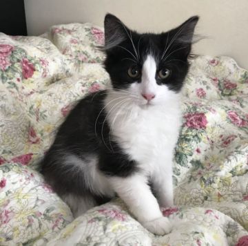 ノルウェージャンフォレストキャット【山形県・男の子・2019年8月9日・ブラック&ホワイト】の写真「クオリティ高い男の子です！」