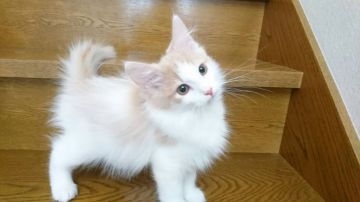 ノルウェージャンフォレストキャット【山形県・男の子・2017年9月8日・クリーム&ホワイト】の写真「ママはチャンピオン!  クオリティ高い男の子です。」