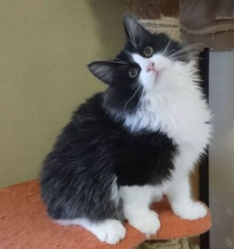ノルウェージャンフォレストキャット【山形県・男の子・2018年6月13日・ブラック&ホワイト】の写真「両親チャンピオンの可愛い男の子です。」