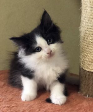 ノルウェージャンフォレストキャット【山形県・女の子・2018年6月13日・ブラック&ホワイト】の写真「両親チャンピオン！クオリティ高い女の子です。」