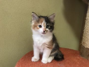 ノルウェージャンフォレストキャット【山形県・女の子・2018年11月6日・シルバーパッチドタビー&ホワイト】の写真「パパもママもチャンピオン！」