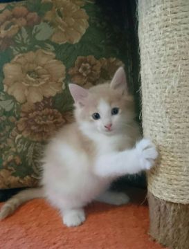 ノルウェージャンフォレストキャット【山形県・男の子・2017年9月8日・クリーム&ホワイト】の写真「ママはチャンピオン!  クオリティ高い男の子です。」