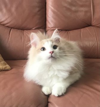 ノルウェージャンフォレストキャット【山形県・男の子・2020年9月9日・クリーム&ホワイト】の写真「美しい男の子です！」