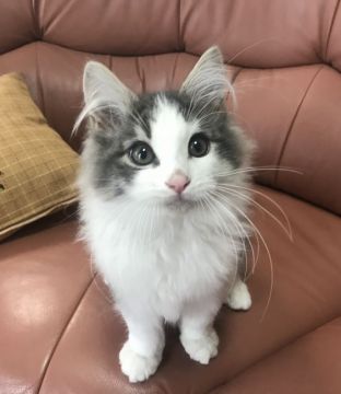 ノルウェージャンフォレストキャット【山形県・男の子・2020年7月4日・ブルータビー&ホワイト】の写真「綺麗なブルーの男の子です！」