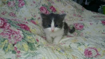 ノルウェージャンフォレストキャット【山形県・女の子・2017年2月12日・ブルー&ホワイト】の写真「血統優秀な女の子です。」