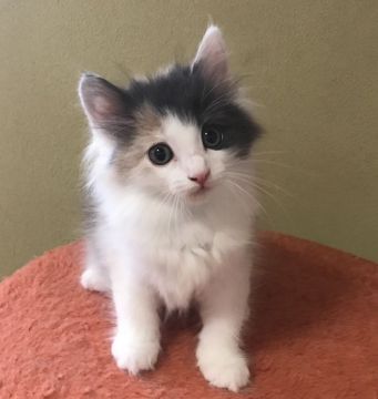 ノルウェージャンフォレストキャット【山形県・女の子・2018年6月17日・ダイリュート キャリコ】の写真「ママはチャンピオン！美形家系です。」