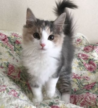 ノルウェージャンフォレストキャット【山形県・女の子・2019年8月20日・ブルーパッチドタビー&ホワイト】の写真「とてもキュートな女の子です！」