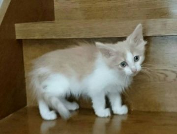 ノルウェージャンフォレストキャット【山形県・男の子・2017年7月31日・クリーム&ホワイト】の写真「ショー血統の男の子です。」