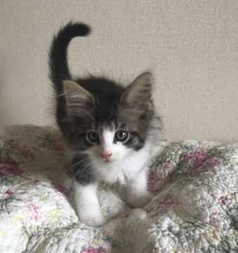 ノルウェージャンフォレストキャット【山形県・男の子・2020年4月19日・ブラウンマッカレルタビー&ホワイト】の写真「クオリティ高いノルウェージャンの男の子です！」