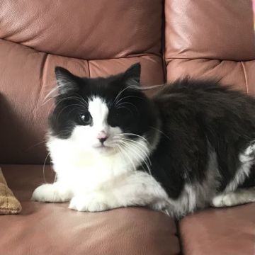 ノルウェージャンフォレストキャット【山形県・男の子・2020年9月26日・ブラックスモーク&ホワイト】の写真「コロコロフワフワの男の子です！」