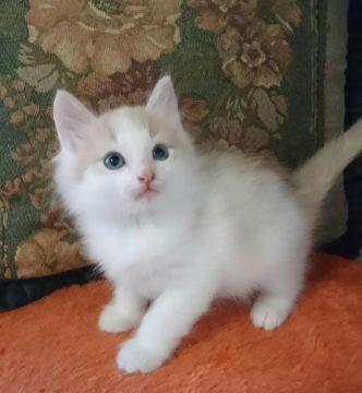 ノルウェージャンフォレストキャット【山形県・男の子・2017年9月8日・クリーム&ホワイト】の写真「ママはチャンピオン!  クオリティ高い男の子です。」