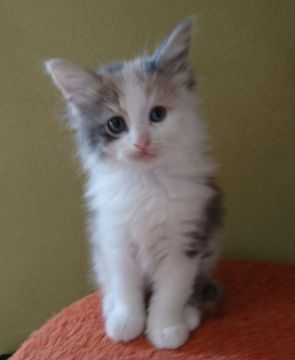 ノルウェージャンフォレストキャット【山形県・女の子・2018年5月12日・ダイドリューキャリコ】の写真「クオリティーの高いノルウェージャンです。」