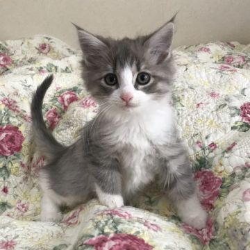 ノルウェージャンフォレストキャット【山形県・女の子・2019年9月21日・ブルータビー&ホワイト】の写真「パパもママもチャンピオン！」