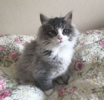 ノルウェージャンフォレストキャット【山形県・男の子・2019年9月21日・ブルータビー&ホワイト】の写真「パパもママもチャンピオン！」