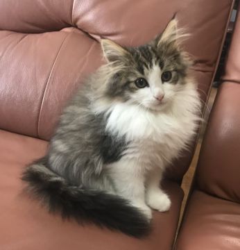 ノルウェージャンフォレストキャット【山形県・女の子・2020年7月19日・ブラウンマッカレルタビー&ホワイト】の写真「素晴らしい素質のノルウェージャンです！」