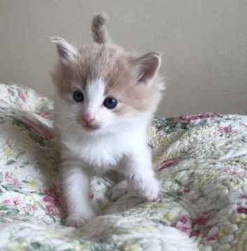 ノルウェージャンフォレストキャット【山形県・男の子・2019年12月19日・クリーム&ホワイト】の写真「クオリティ高いノルウェージャンです！」