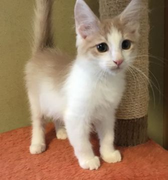 ノルウェージャンフォレストキャット【山形県・男の子・2019年7月13日・クリーム&ホワイト】の写真「遊び好きで元気な男の子です！」