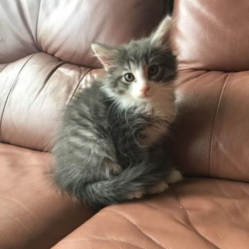 ノルウェージャンフォレストキャット【山形県・男の子・2022年7月26日・ブルータビー&ホワイト】の写真「タイプの良い男の子！」