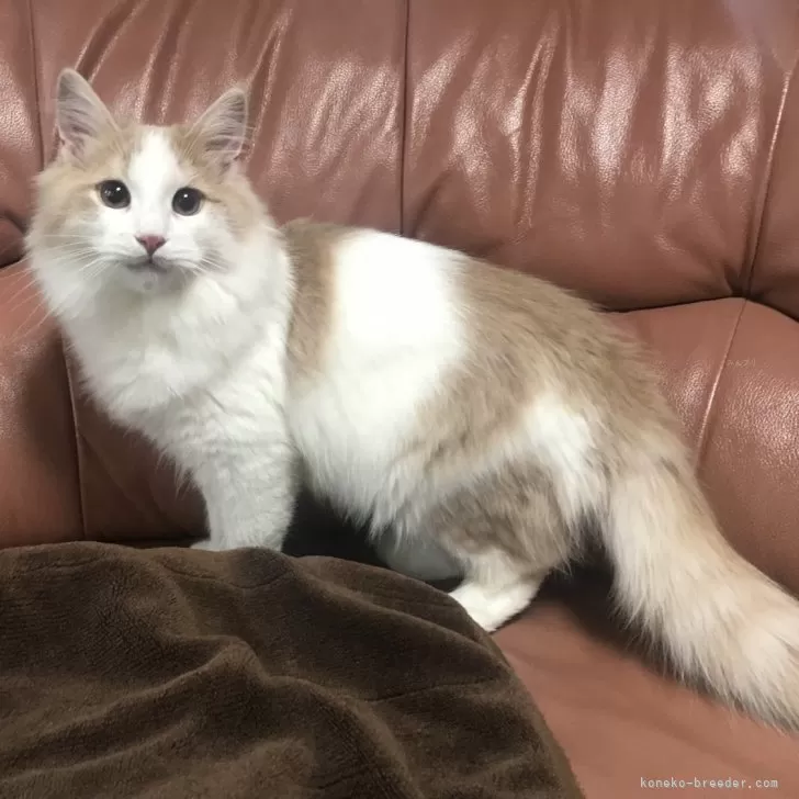 ID：2410-03188の子猫