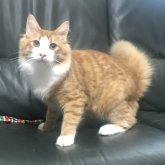 ノルウェージャンフォレストキャット