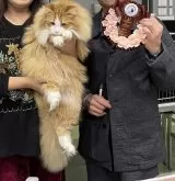 ノルウェージャンフォレストキャット【山形県・男の子・2024年5月23日・レッドタビー&ホワイト】の写真3