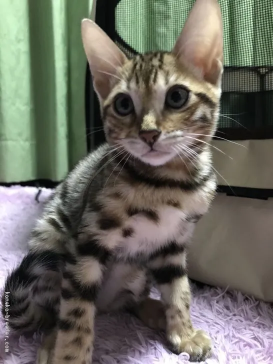 ID:2010-00813の子猫