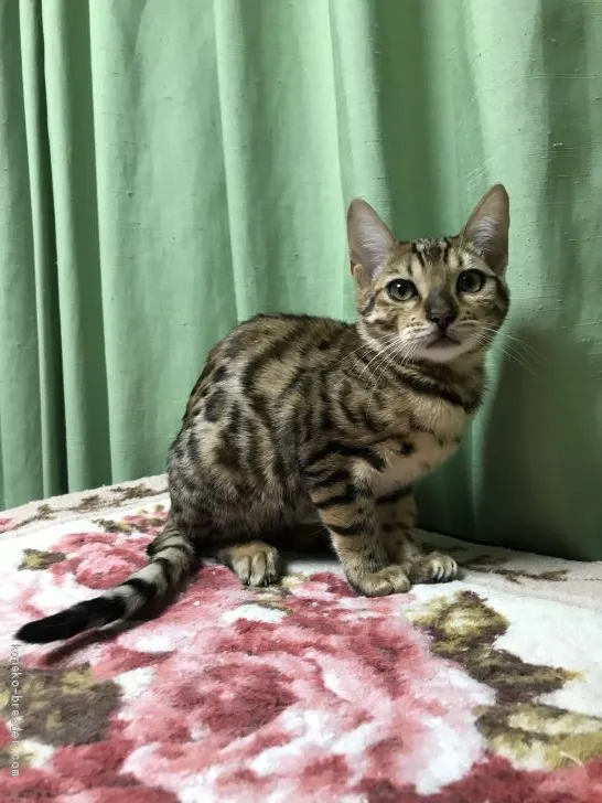 ID:2010-00814の子猫