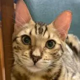 ベンガル【群馬県・男の子・2022年4月17日・ブラウンスポテッドタビー】の写真1「9月16日凛々しくなりました！」