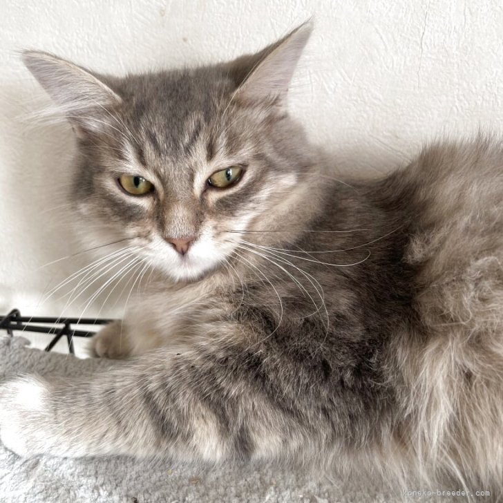 ブリーダー画像