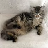 サイベリアン【群馬県・男の子・2025年4月30日・ブラッククラッシックタビー】の写真3